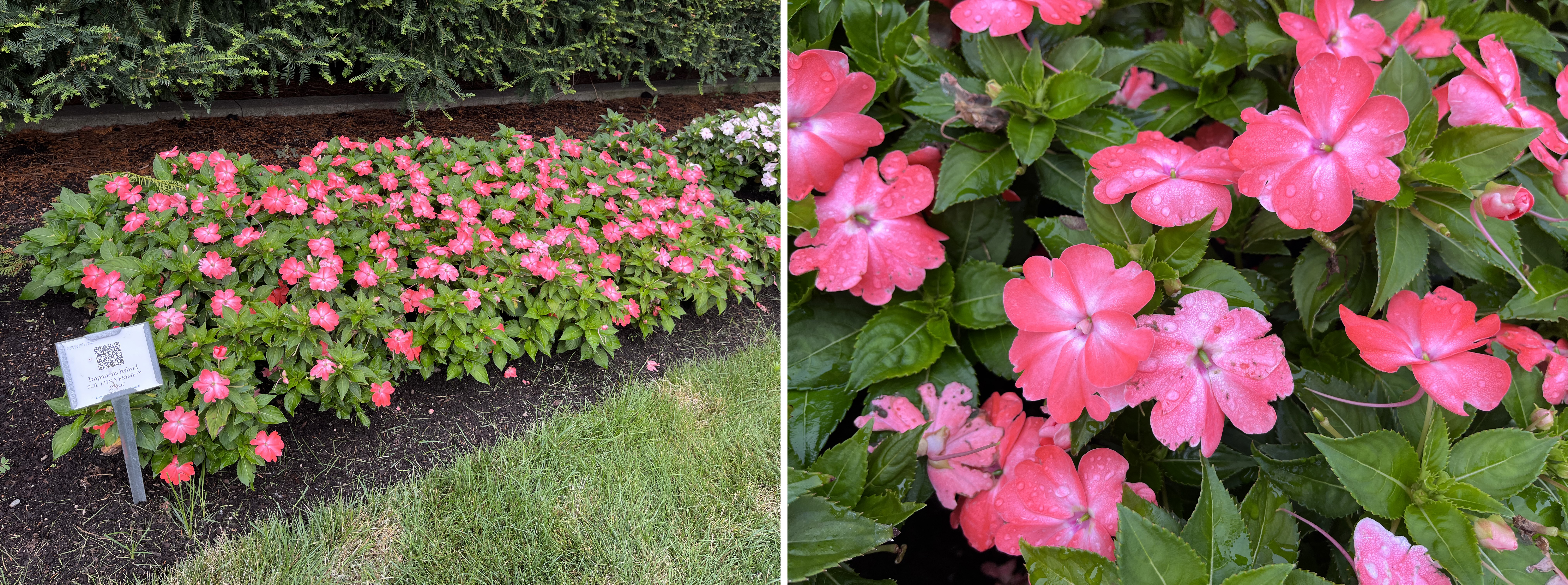 Two views of New Guinea impatiens. Left: A mass planting of bright pink impatiens in a landscape bed with a plant sign. Right: A close-up of the vivid pink flowers dotted with raindrops on glossy green foliage.